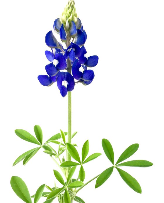 bluebonnet_598348001.jpg