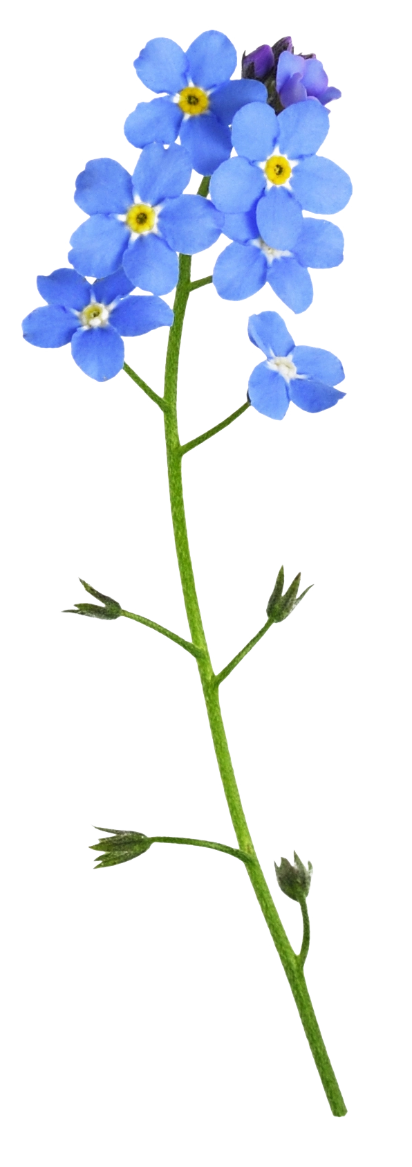 forgetmenot_isolated.webp